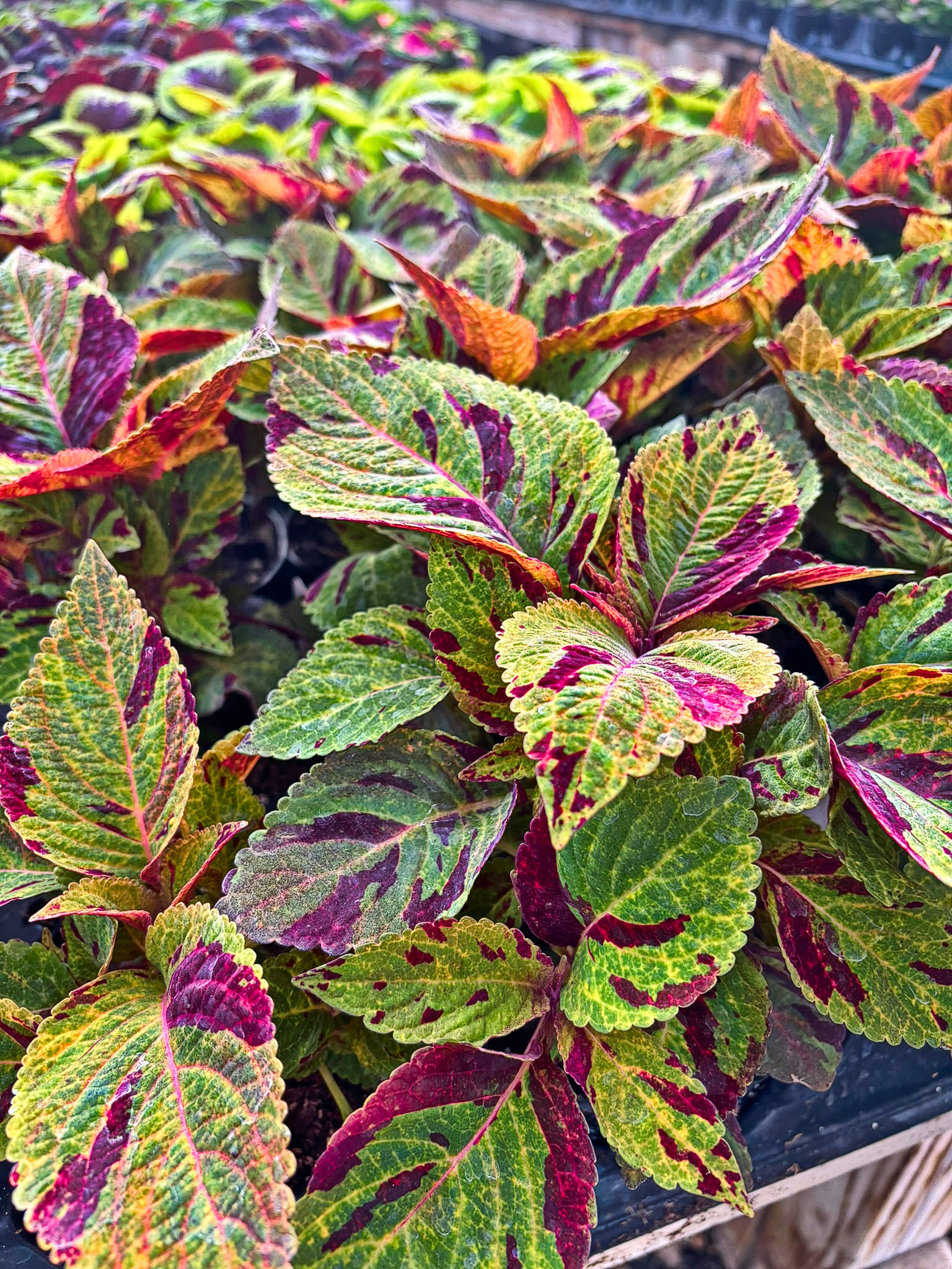 Coleus