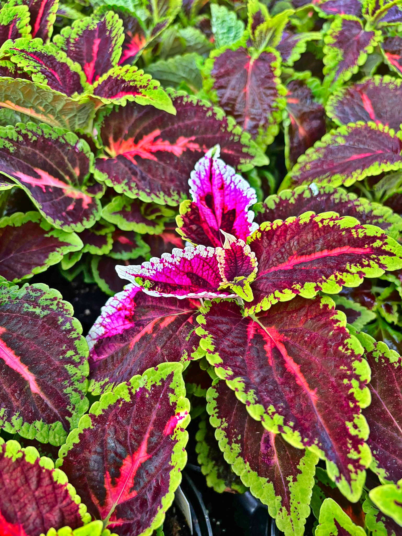 Coleus